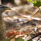 Francolin à double éperon