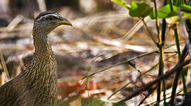 Francolin à double éperon