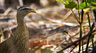 Double-spurred Spurfowl