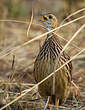 Francolin à gorge blanche