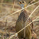 Francolin à gorge blanche