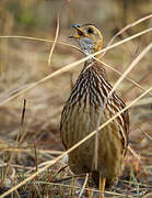 White-throated Francolin