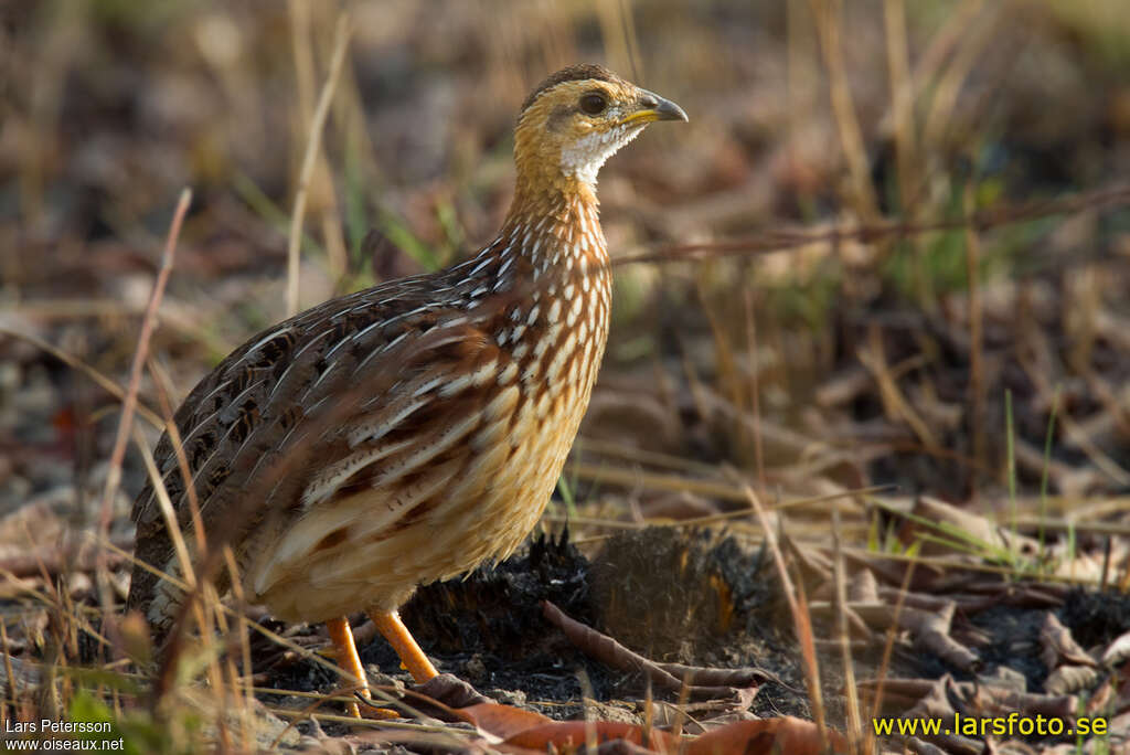 White-throated Francolinadult, identification