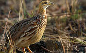 Francolin à gorge blanche