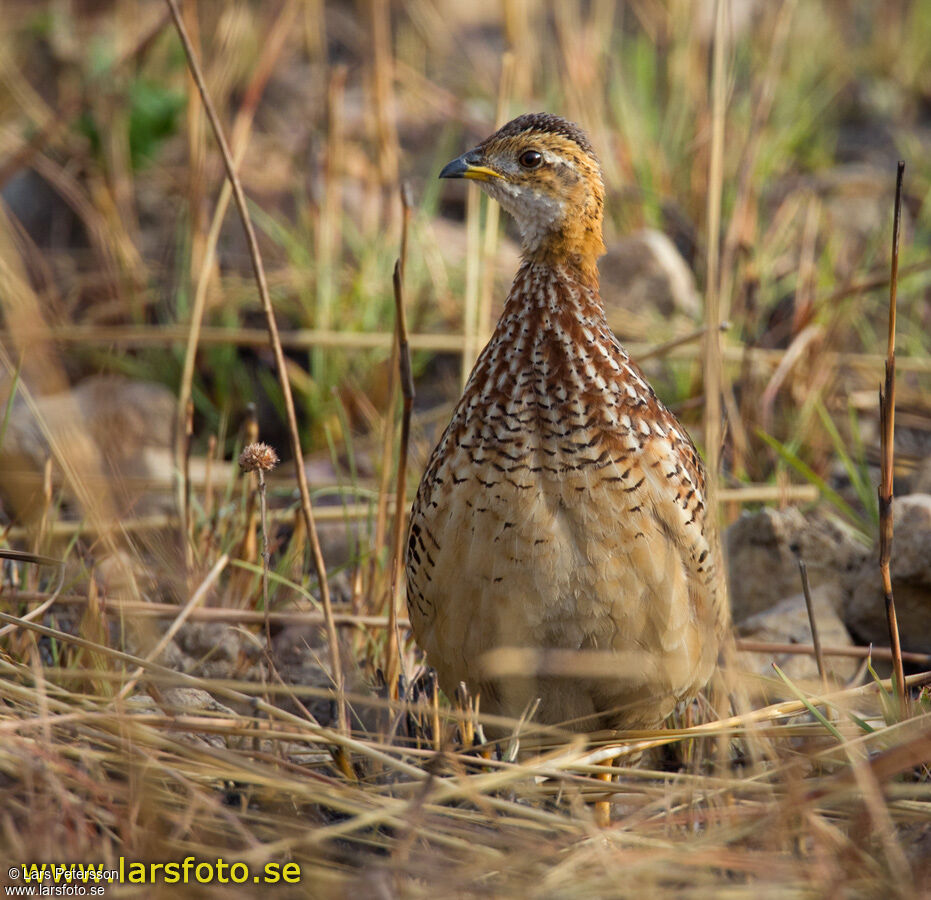 White-throated Francolin - Pictures, page 1