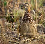 White-throated Francolin