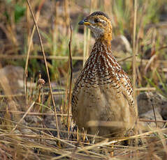 Francolin à gorge blanche