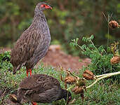 Francolin à gorge rouge