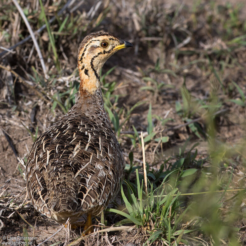 Coqui Francolin