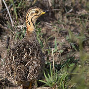 Coqui Francolin