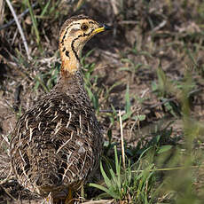 Francolin coqui