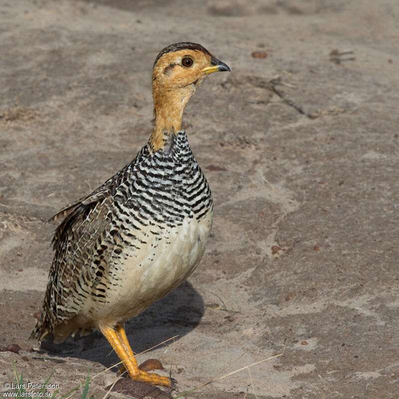 Coqui Francolin