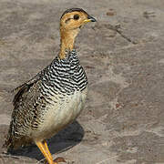 Coqui Francolin