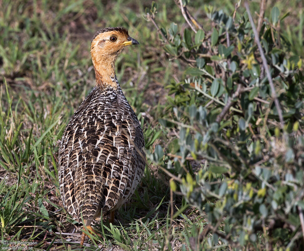 Coqui Francolin