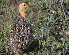 Coqui Francolin