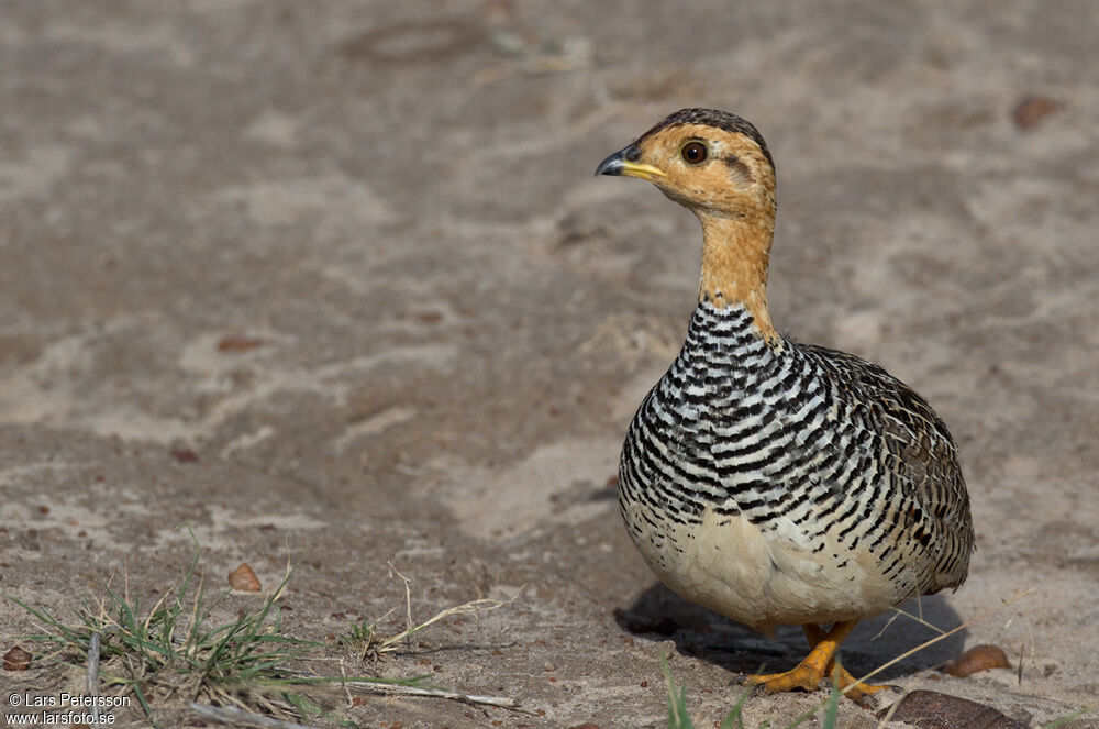 Coqui Francolin