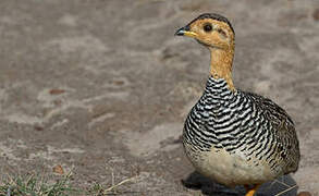 Francolin coqui