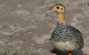 Francolin coqui
