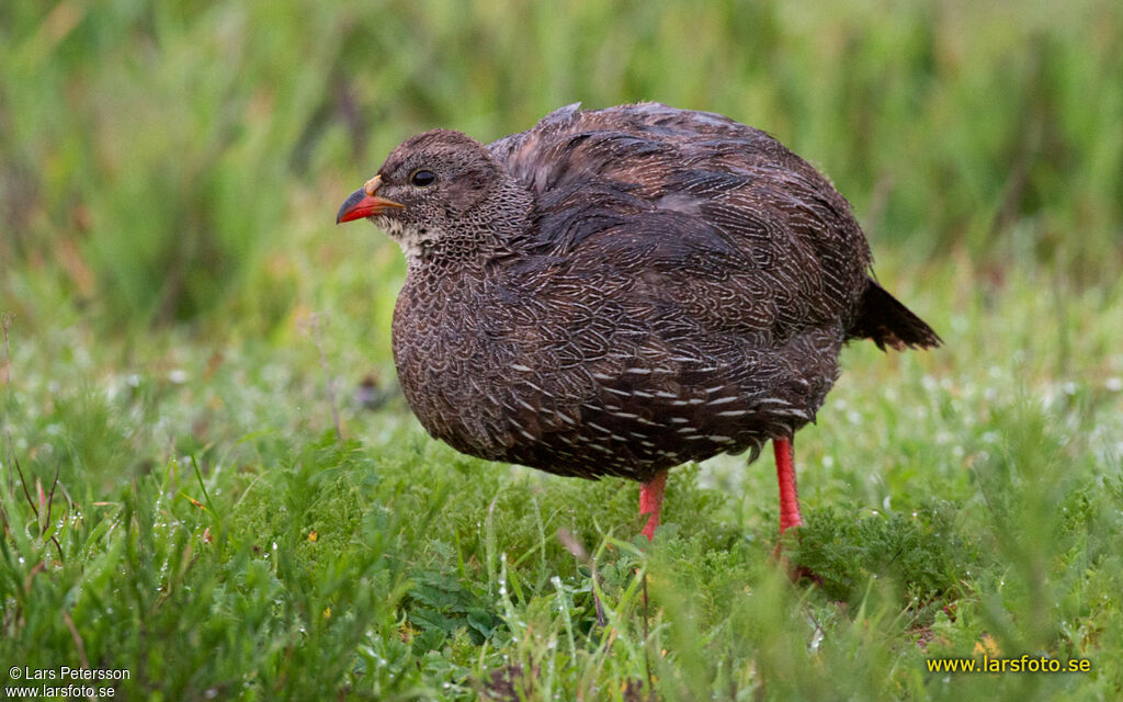 Francolin criard