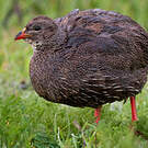 Francolin criard