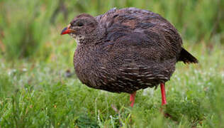 Cape Spurfowl