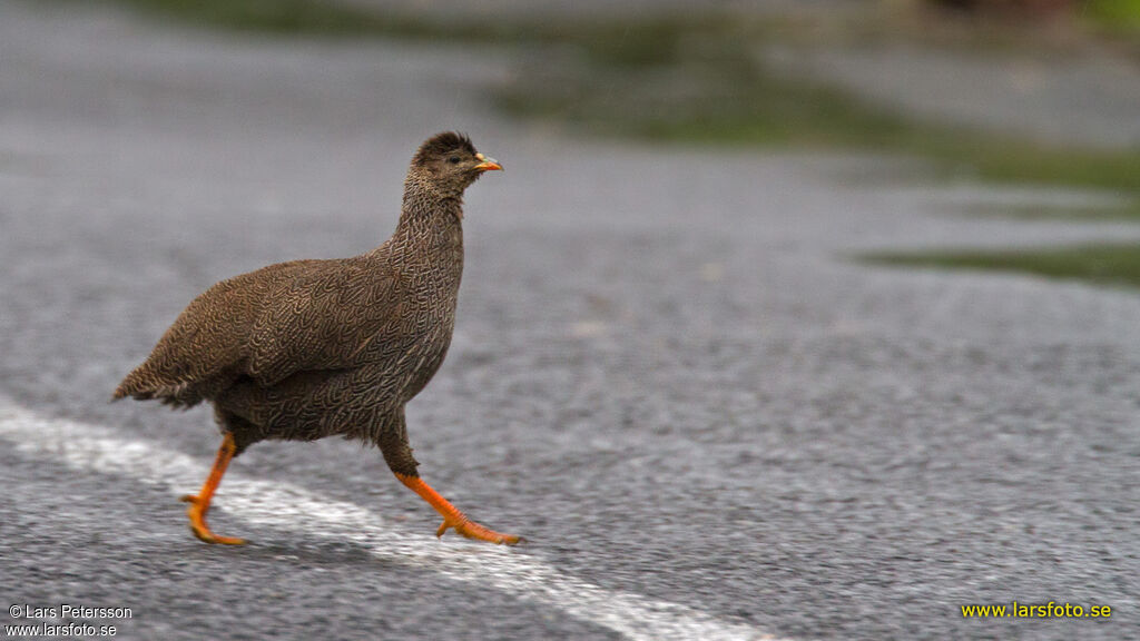 Cape Spurfowl