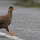 Francolin criard