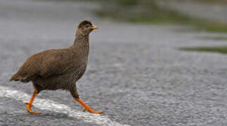 Francolin criard