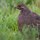 Francolin criard