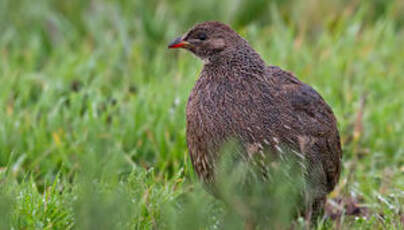 Francolin criard