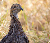 Orange River Francolin