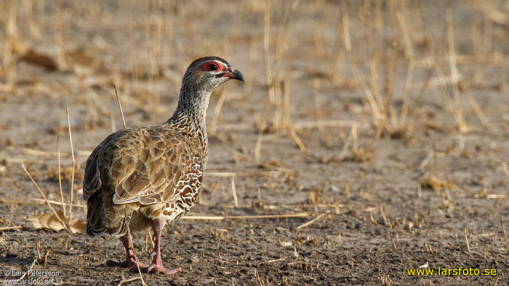 Clapperton's Francolin