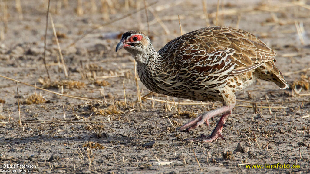 Clapperton's Francolin