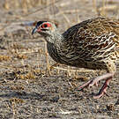Francolin de Clapperton
