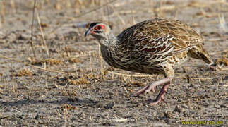 Clapperton's Spurfowl