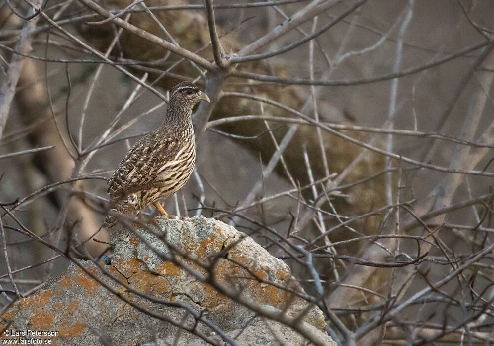 Francolin de Hartlaub