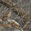 Francolin de Hartlaub