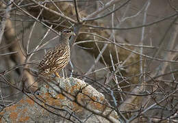 Hartlaub's Spurfowl