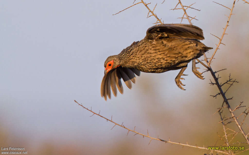 Swainson's Spurfowladult, Flight