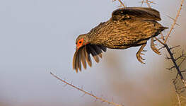 Francolin de Swainson