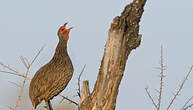 Francolin de Swainson