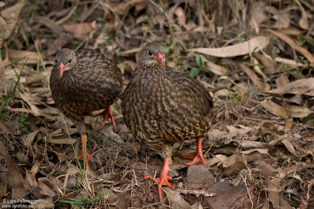 Francolin écaillé