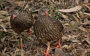 Francolin écaillé