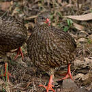 Francolin écaillé