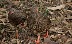 Francolin écaillé