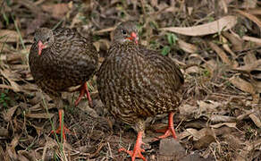 Scaly Spurfowl