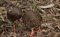 Francolin écaillé