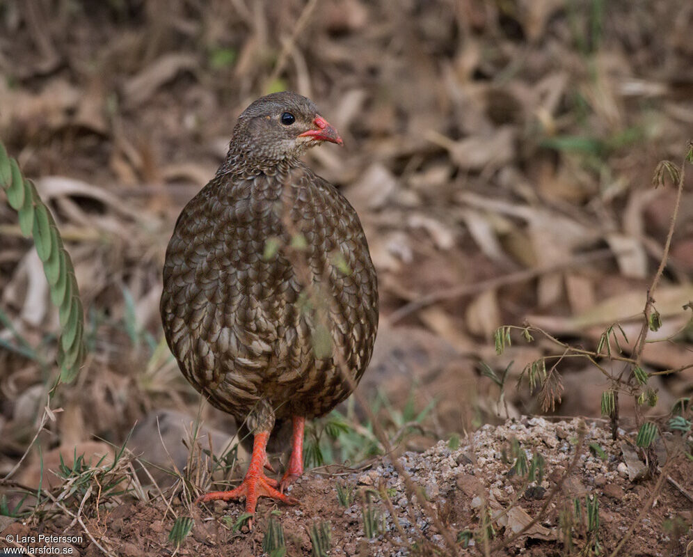 Francolin écaillé