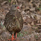 Francolin écaillé