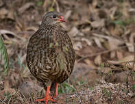 Francolin écaillé